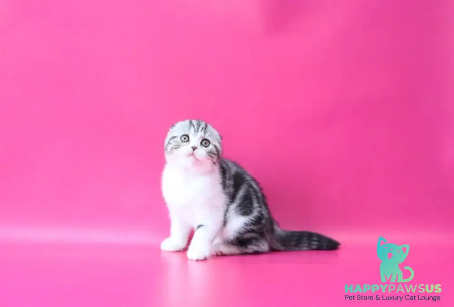 Rihanna Scottish Fold female black silver tabby bicolour live animals
