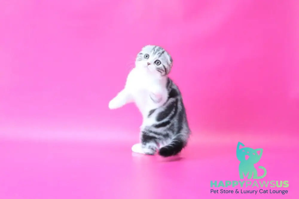 Rihanna Scottish Fold female black silver tabby bicolour live animals