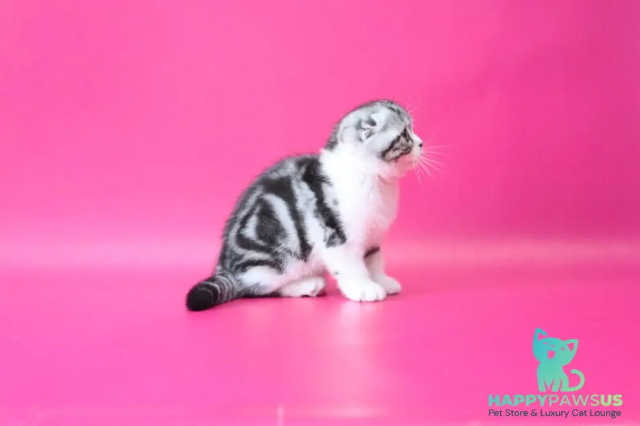 Rihanna Scottish Fold female black silver tabby bicolour live animals