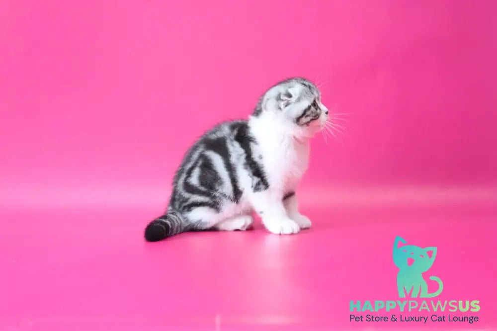 Rihanna Scottish Fold female black silver tabby bicolour live animals