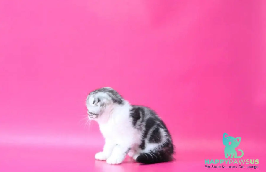 Rihanna Scottish Fold female black silver tabby bicolour live animals