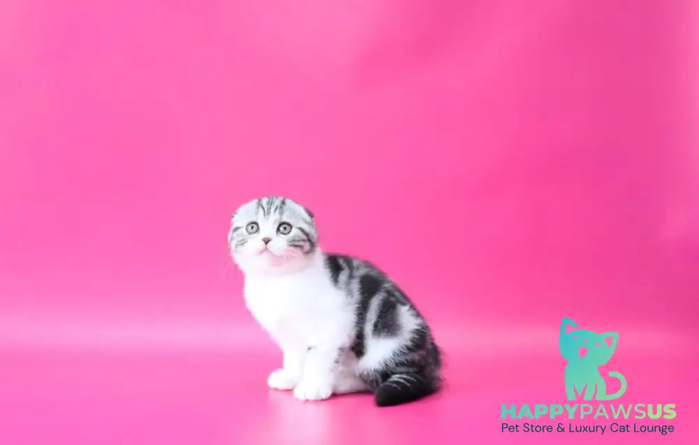Rihanna Scottish Fold female black silver tabby bicolour live animals