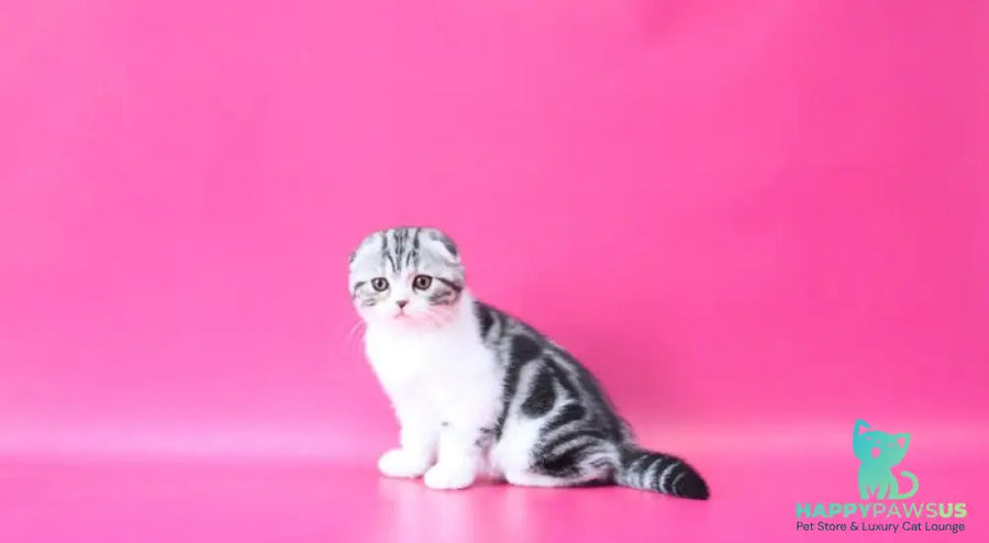 Rihanna Scottish Fold female black silver tabby bicolour live animals