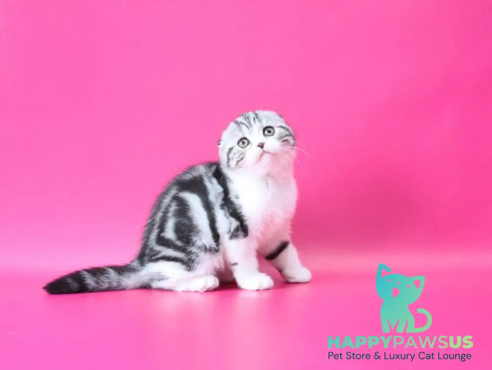 Rihanna Scottish Fold female black silver tabby bicolour live animals