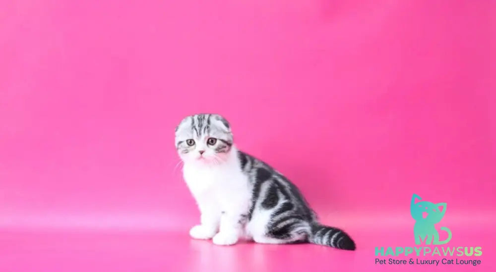 Rihanna Scottish Fold female black silver tabby bicolour live animals