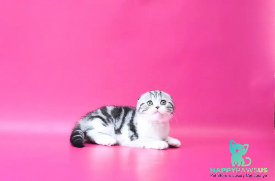 Rihanna Scottish Fold female black silver tabby bicolour live animals