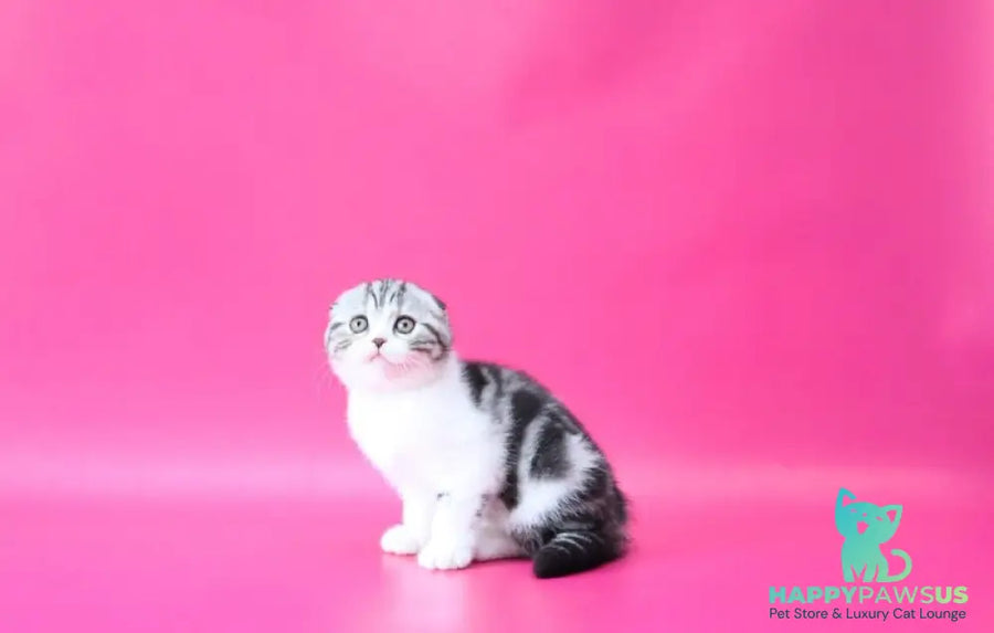 Rihanna Scottish Fold female black silver tabby bicolour live animals