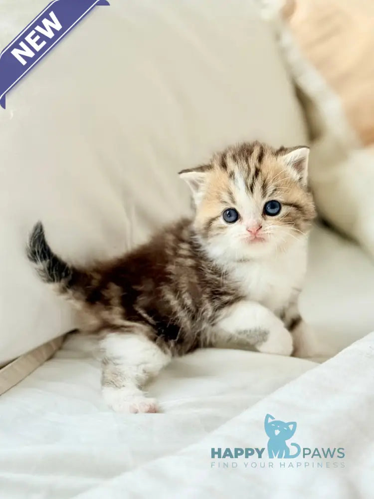 Rihanna Scottish Straight female black tabby bicolour live animals