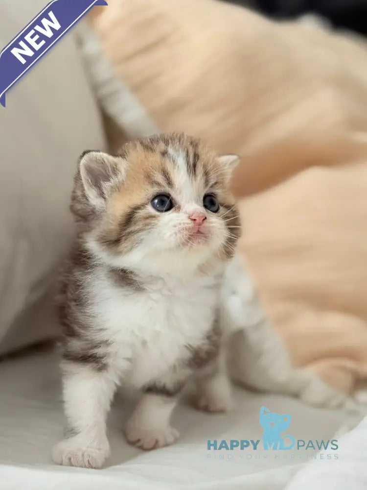 Rihanna Scottish Straight female black tabby bicolour live animals
