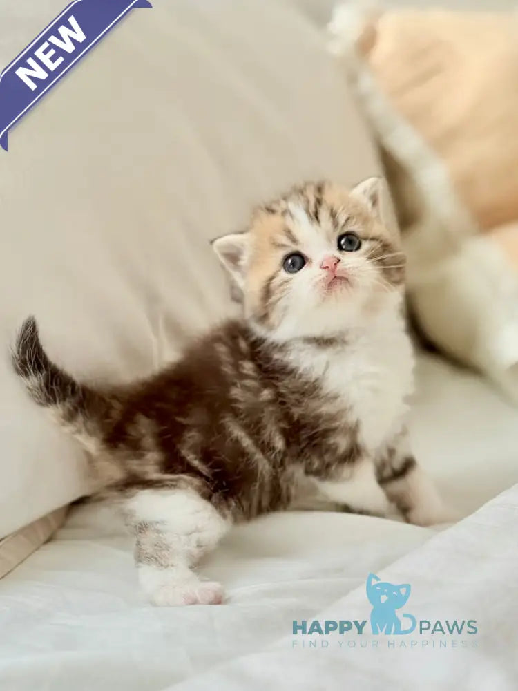 Rihanna Scottish Straight female black tabby bicolour live animals