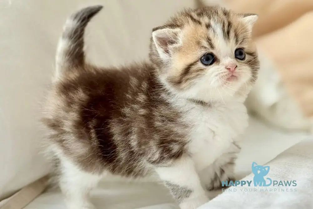 Rihanna Scottish Straight female black tabby bicolour live animals