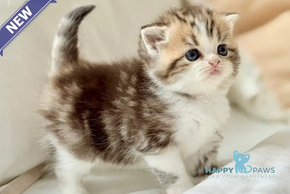 Rihanna Scottish Straight female black tabby bicolour live animals