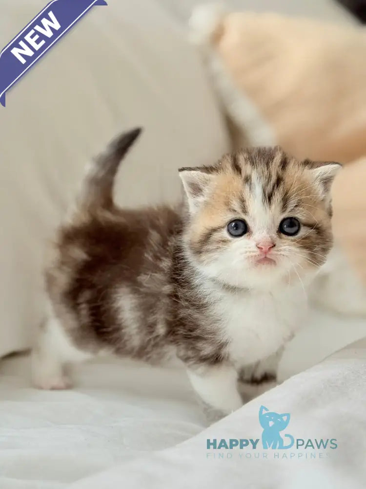 Rihanna Scottish Straight female black tabby bicolour live animals