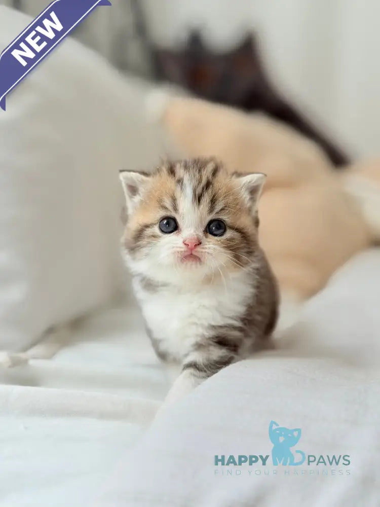 Rihanna Scottish Straight female black tabby bicolour live animals