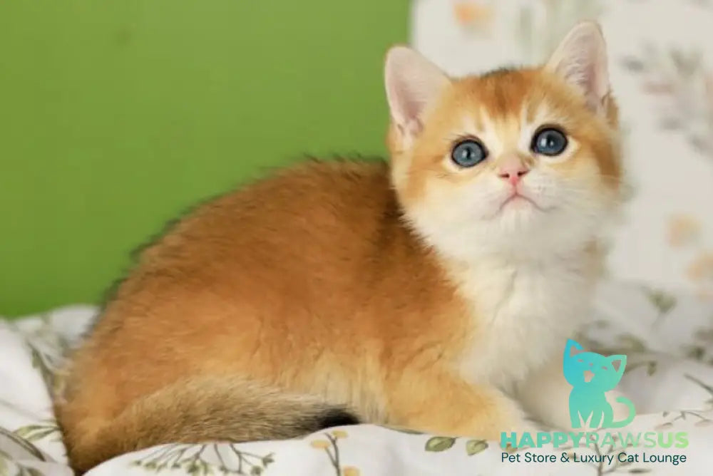 Riki British Shorthair male black golden chinchilla - live animals