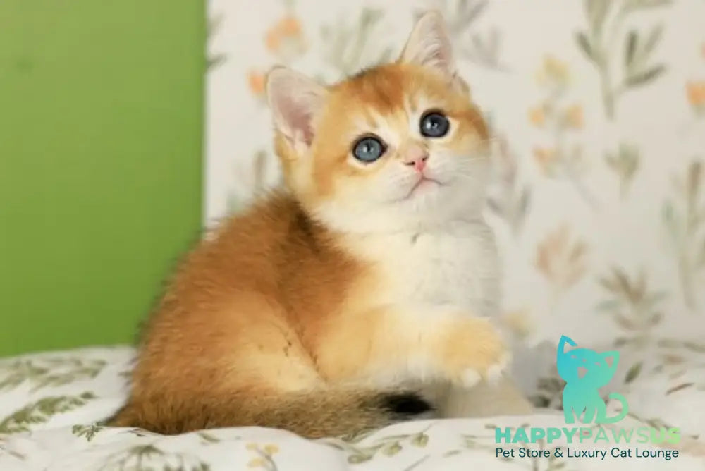 Riki British Shorthair male black golden chinchilla - live animals