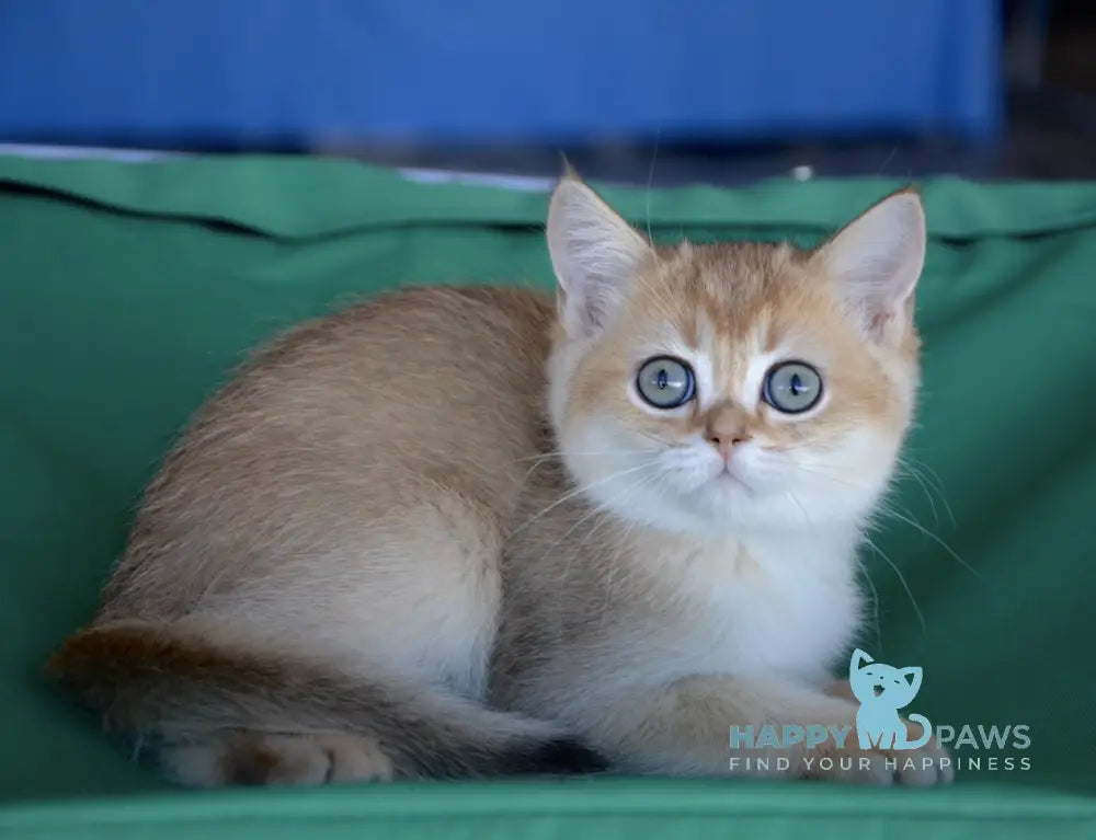 Rikki Scottish Straight male black golden ticked tabby live animals