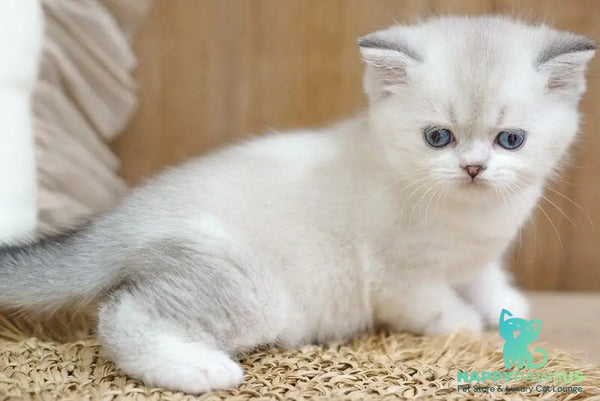 Rikki Scottish Straight male black shaded pointed bicolour - live animals