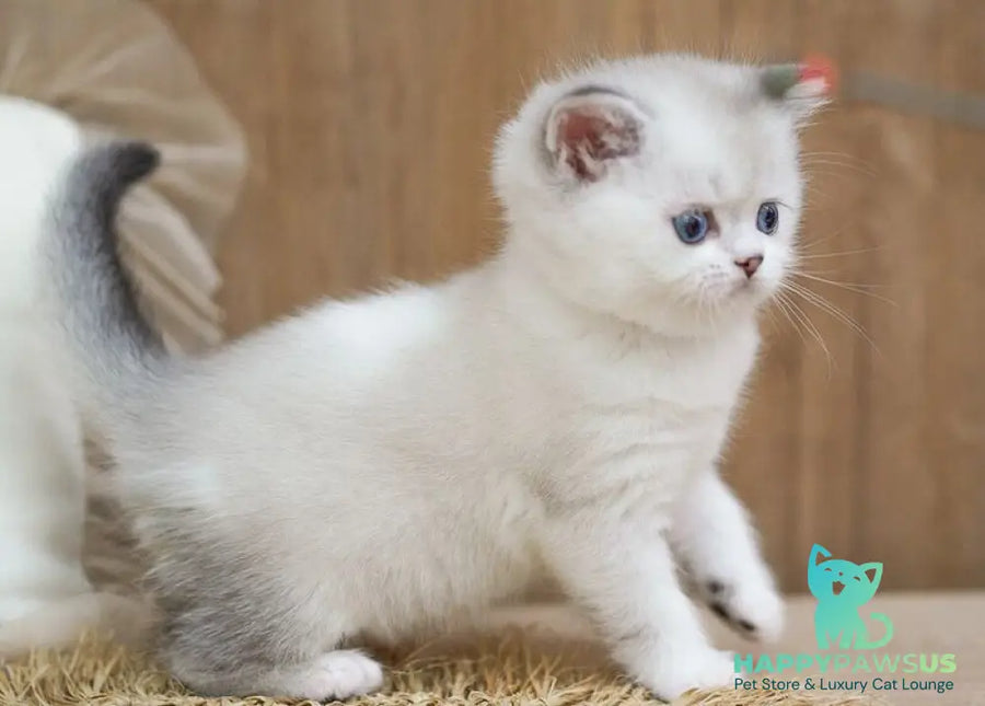 Rikki Scottish Straight male black shaded pointed bicolour - live animals