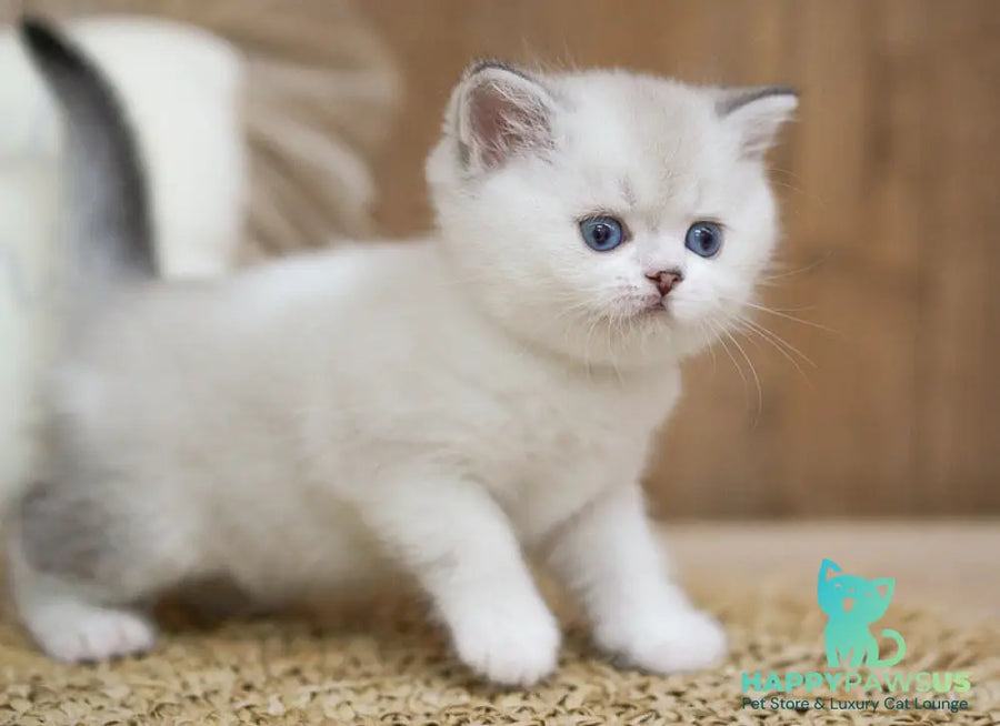 Rikki Scottish Straight male black shaded pointed bicolour - live animals