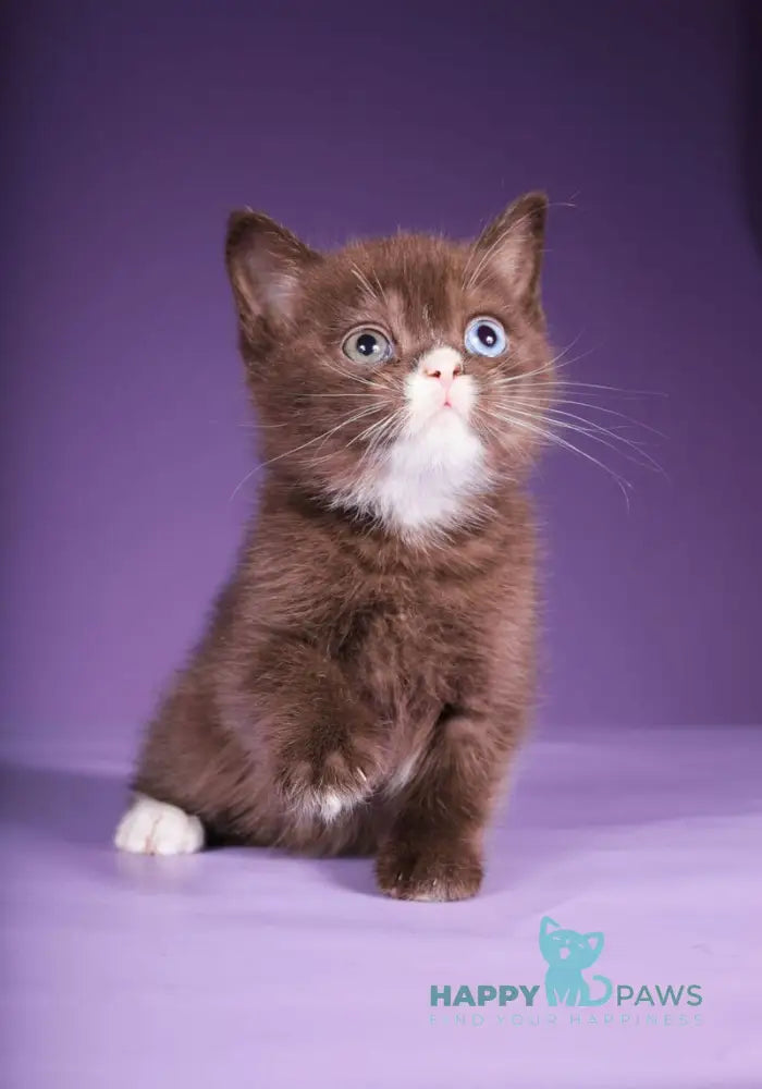 Rikky Scottish Straight male chocolate live animals