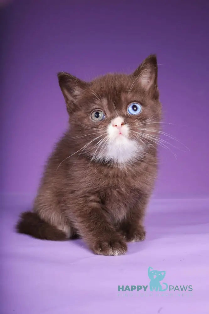 Rikky Scottish Straight male chocolate live animals