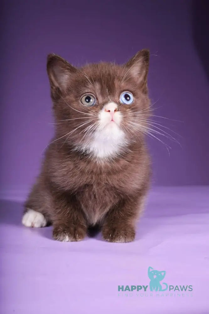 Rikky Scottish Straight male chocolate live animals