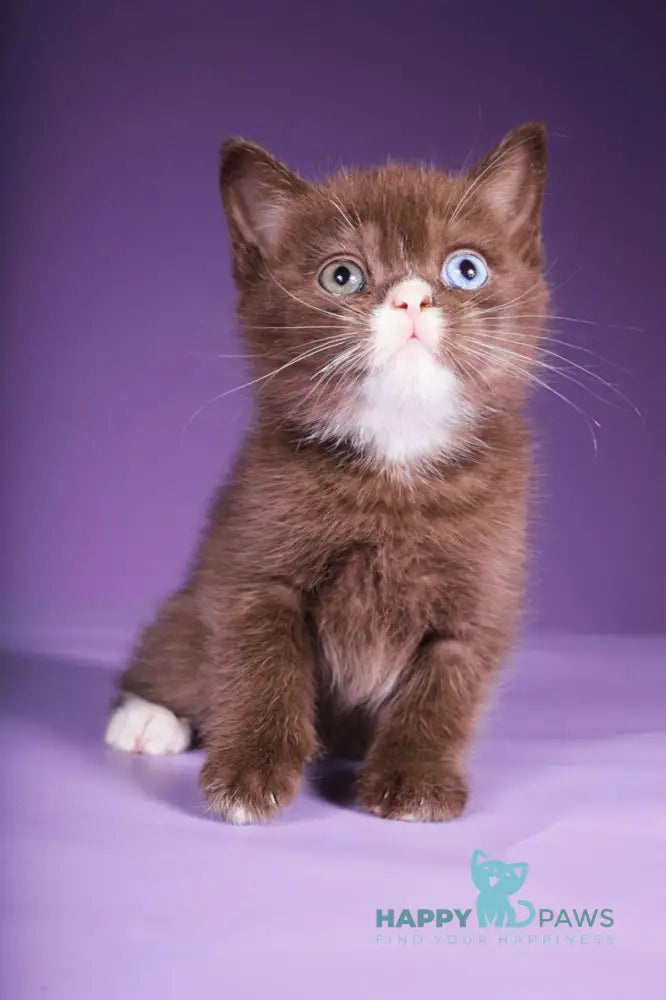 Rikky Scottish Straight male chocolate live animals