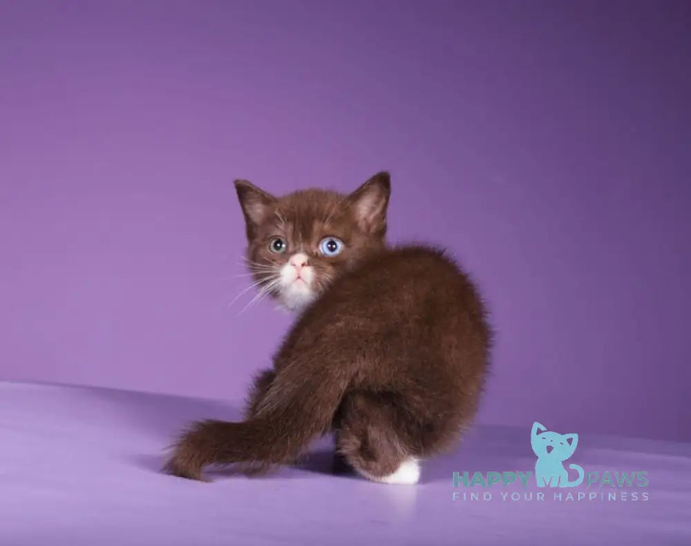 Rikky Scottish Straight male chocolate live animals