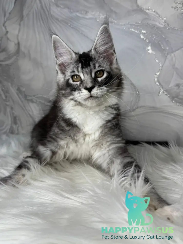 Rikota Maine Coon female black silver ticked tabby with white live animals