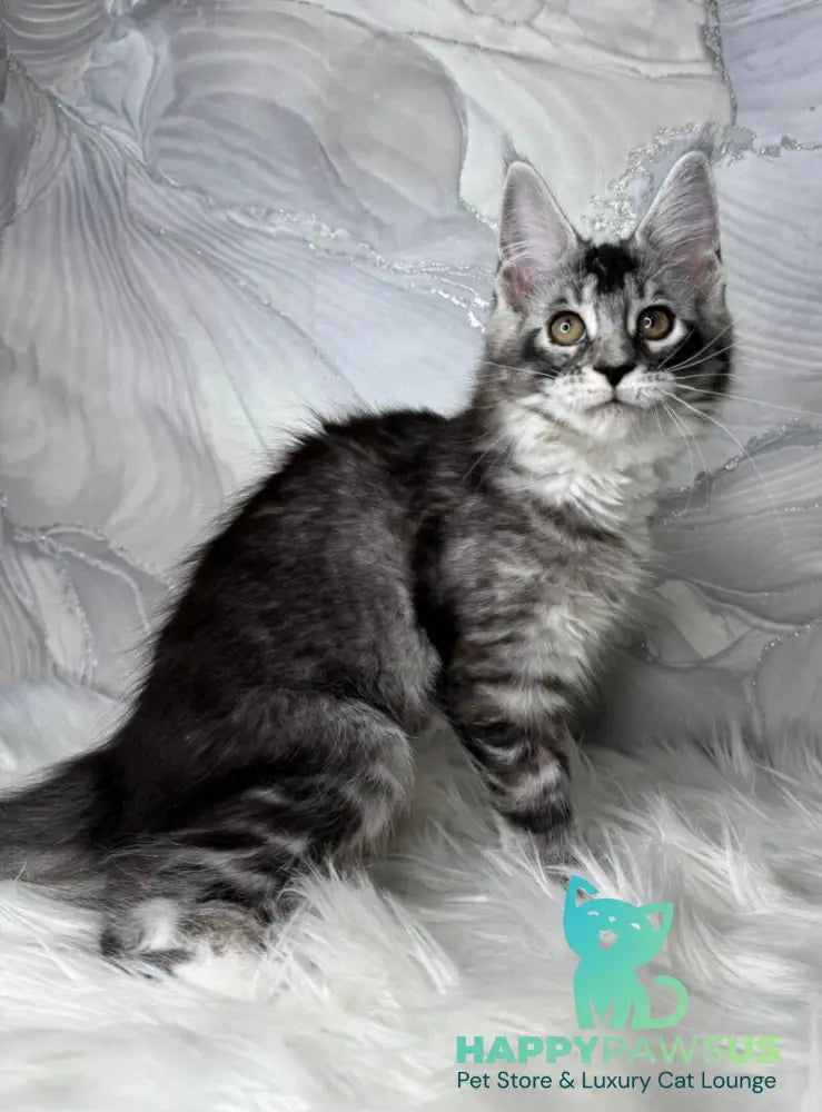 Rikota Maine Coon female black silver ticked tabby with white live animals