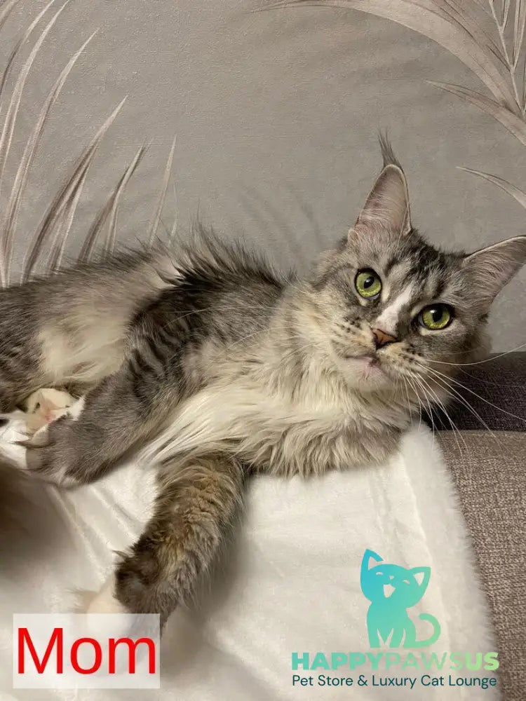 Rikota Maine Coon female black silver ticked tabby with white live animals