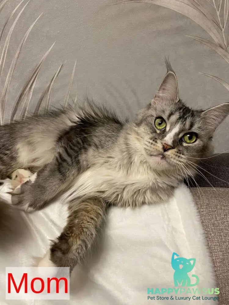 Rikota Maine Coon female black silver ticked tabby with white live animals
