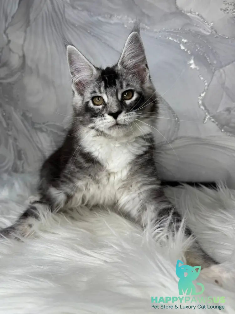 Rikota Maine Coon female black silver ticked tabby with white live animals