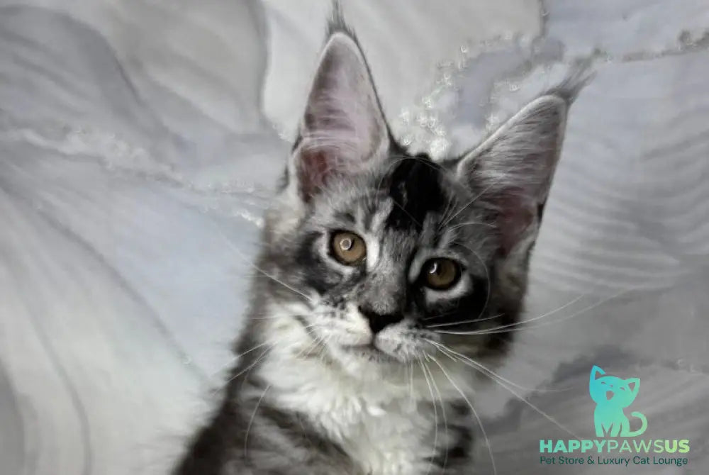Rikota Maine Coon female black silver ticked tabby with white live animals