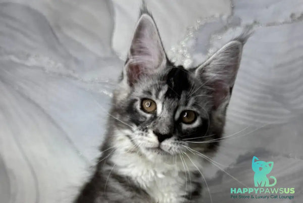 Rikota Maine Coon female black silver ticked tabby with white live animals