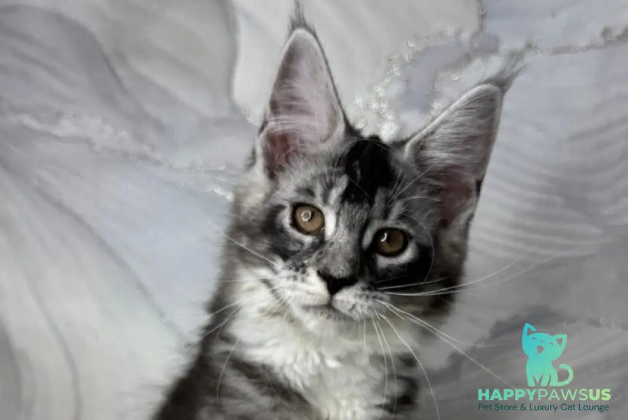 Rikota Maine Coon female black silver ticked tabby with white live animals
