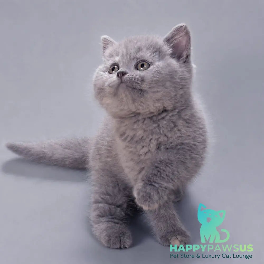 Riley British Shorthair female blue tortie - live animals