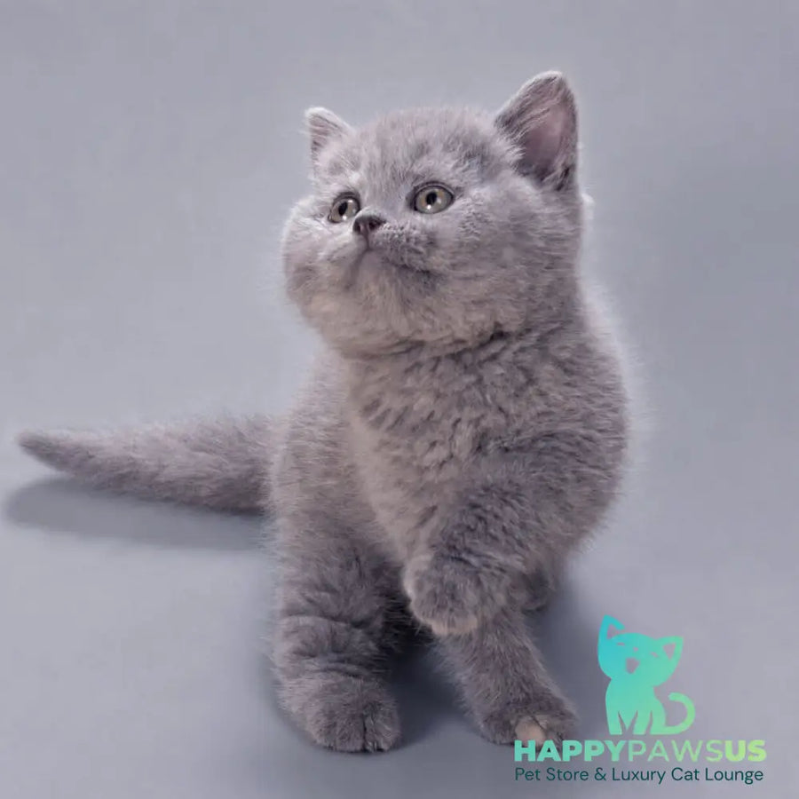 Riley British Shorthair female blue tortie - live animals
