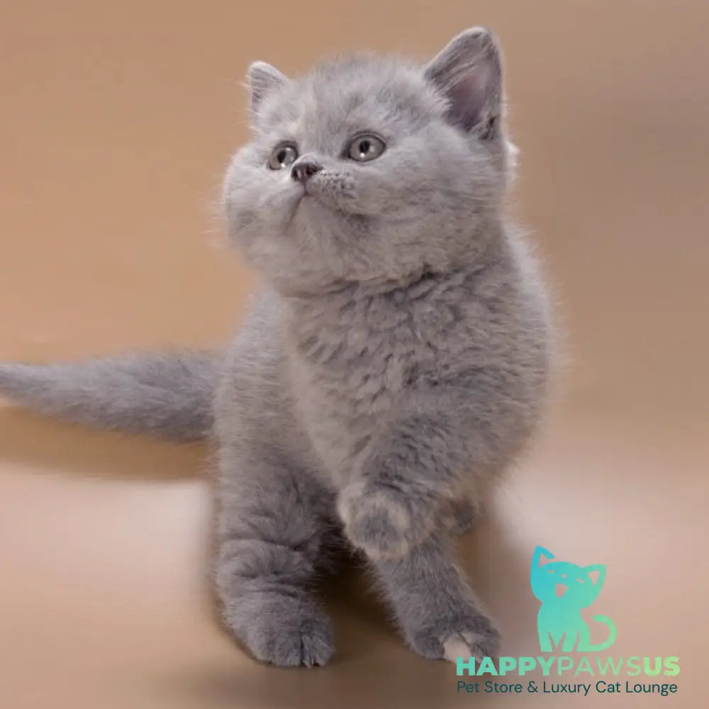 Riley British Shorthair female blue tortie - live animals