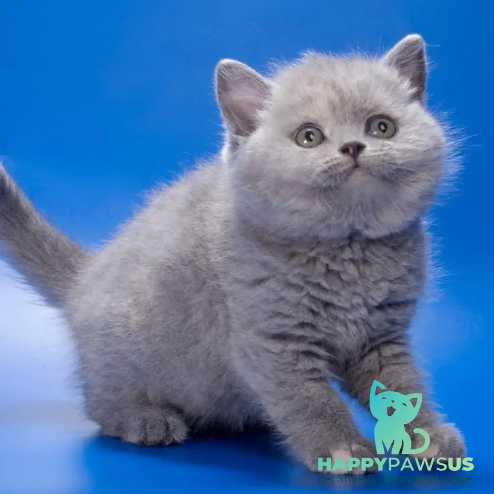 Riley British Shorthair female blue tortie - live animals