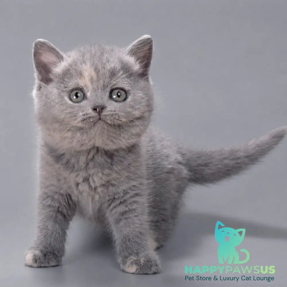 Riley British Shorthair female blue tortie - live animals