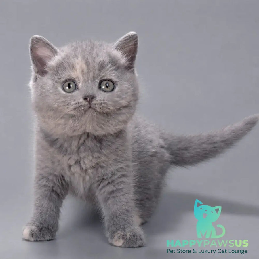 Riley British Shorthair female blue tortie - live animals