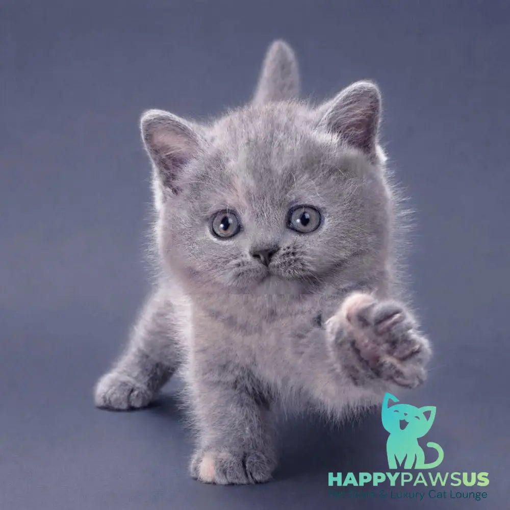 Riley British Shorthair female blue tortie - live animals