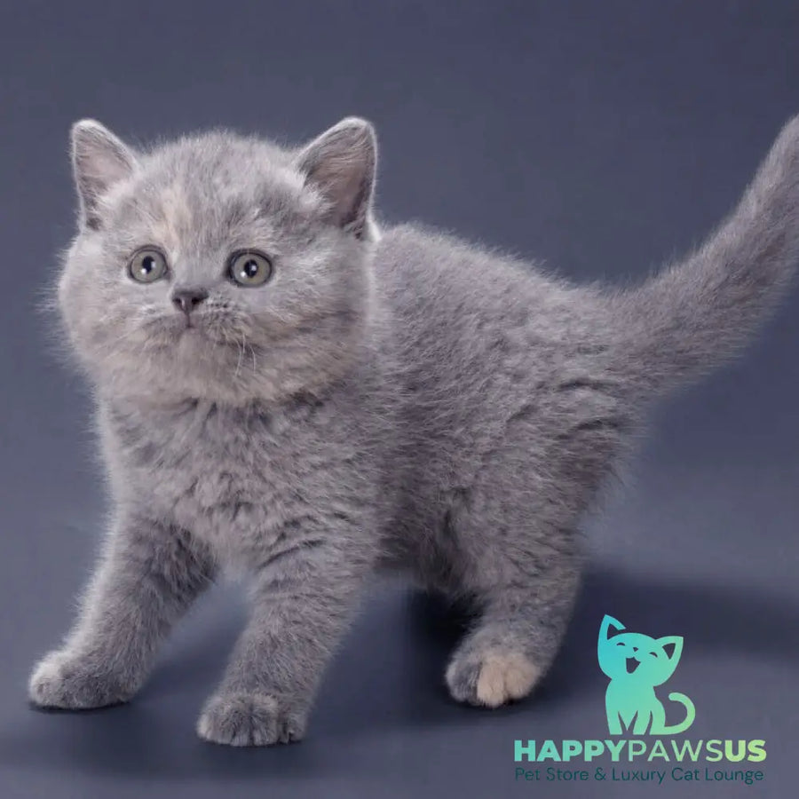 Riley British Shorthair female blue tortie - live animals