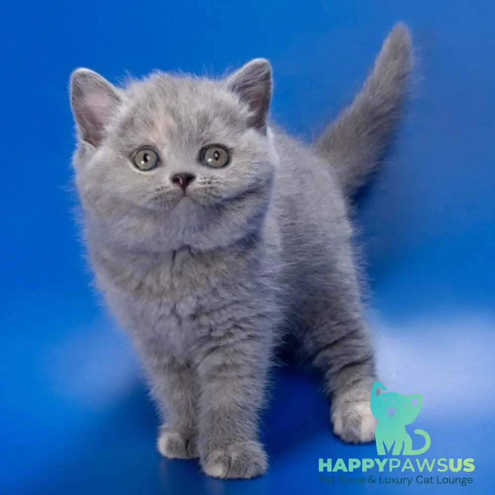 Riley British Shorthair female blue tortie - live animals