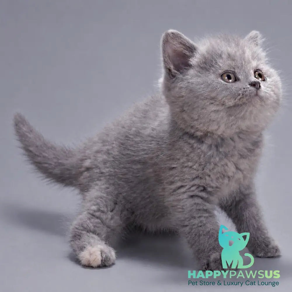 Riley British Shorthair female blue tortie - live animals
