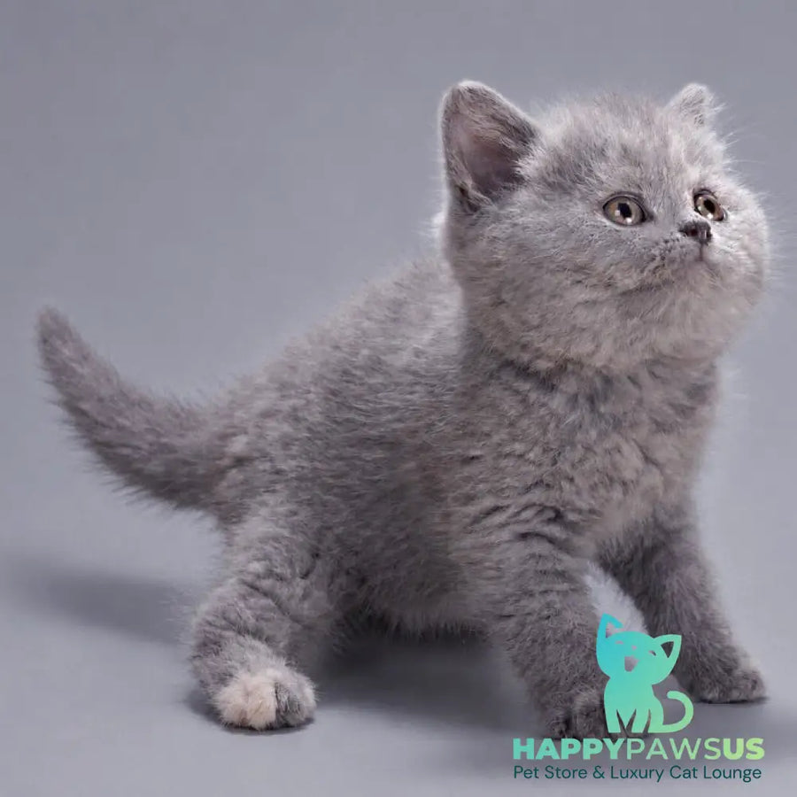 Riley British Shorthair female blue tortie - live animals