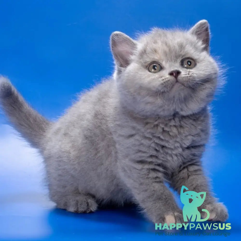 Riley British Shorthair female blue tortie - live animals