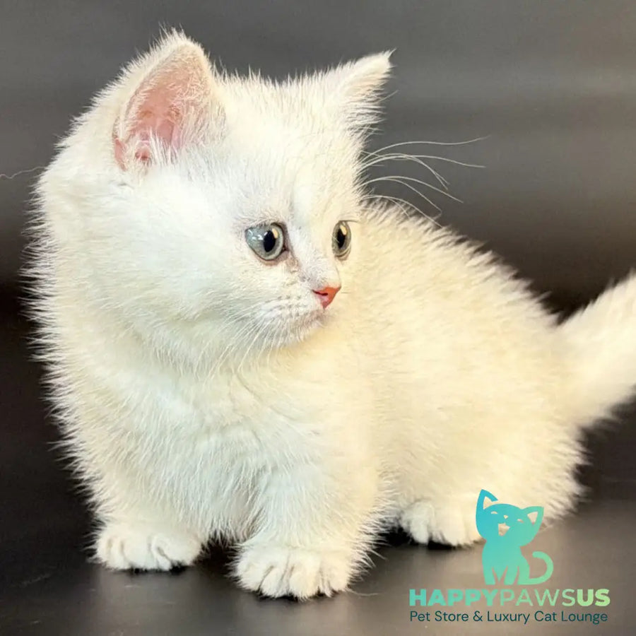 Riley Munchkin male black silver shaded - live animals